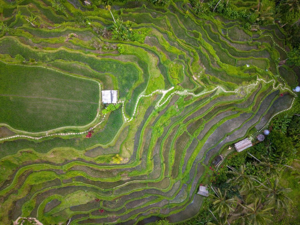 Aerial drone view of lush green rice terraces in Bali
